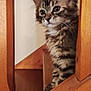 animal, cat, curious, cute, domestic, ears, feline, fur, indoor, kitten, looking, pet, playful, portrait, small, stairs, tabby, whiskers, wood, young