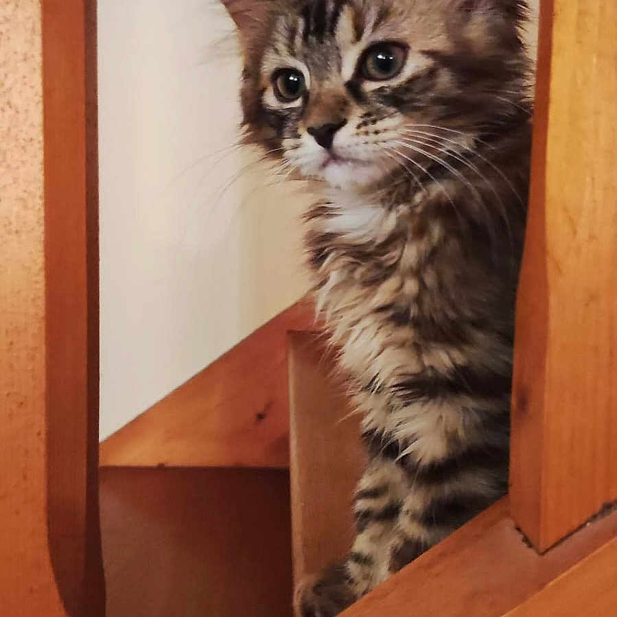 Tsara a rejoint le concours — aidez-le/la à gagner de superbes lots ! animal, cat, curious, cute, domestic, ears, feline, fur, indoor, kitten, looking, pet, playful, portrait, small, stairs, tabby, whiskers, wood, young