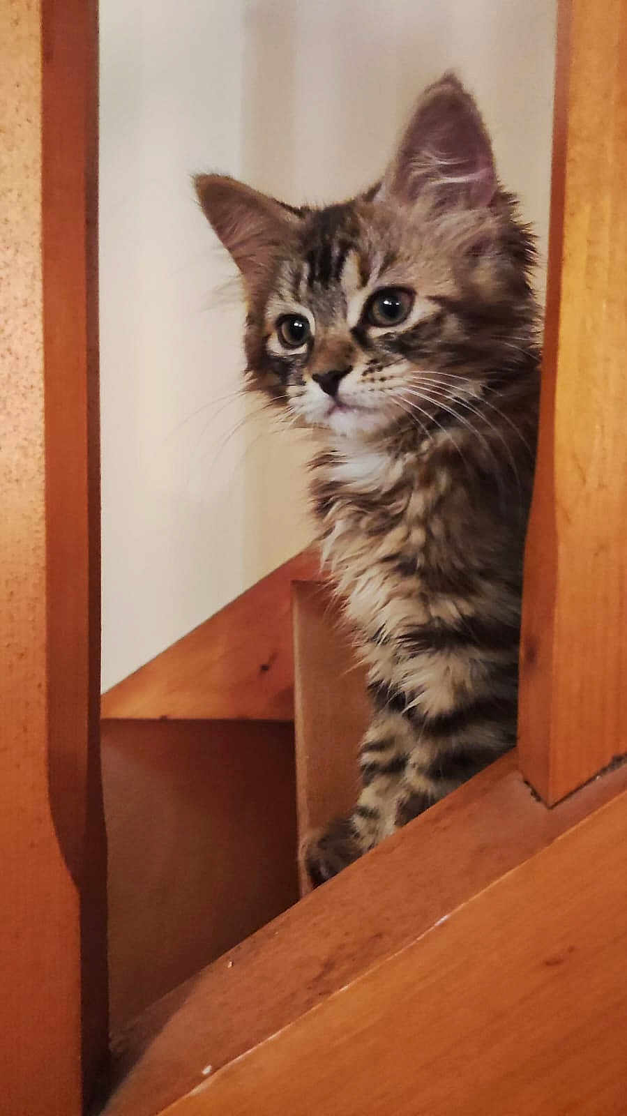 Tsara a rejoint le concours — aidez-le/la à gagner de superbes lots ! animal, cat, curious, cute, domestic, ears, feline, fur, indoor, kitten, looking, pet, playful, portrait, small, stairs, tabby, whiskers, wood, young