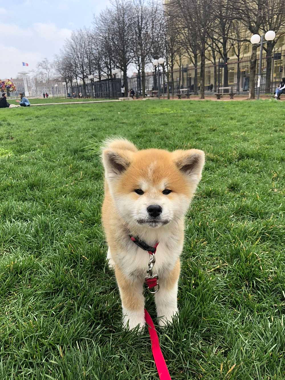 Yuka participe au concours pour gagner de l'argent avec cette photo : building, canidae, carnivore, cloud, collar, companion_dog, dog, dog_breed, dog_supply, fawn, fur, grass, plant, sky, snout, spitz, sporting_group, tail, tree, working_animal