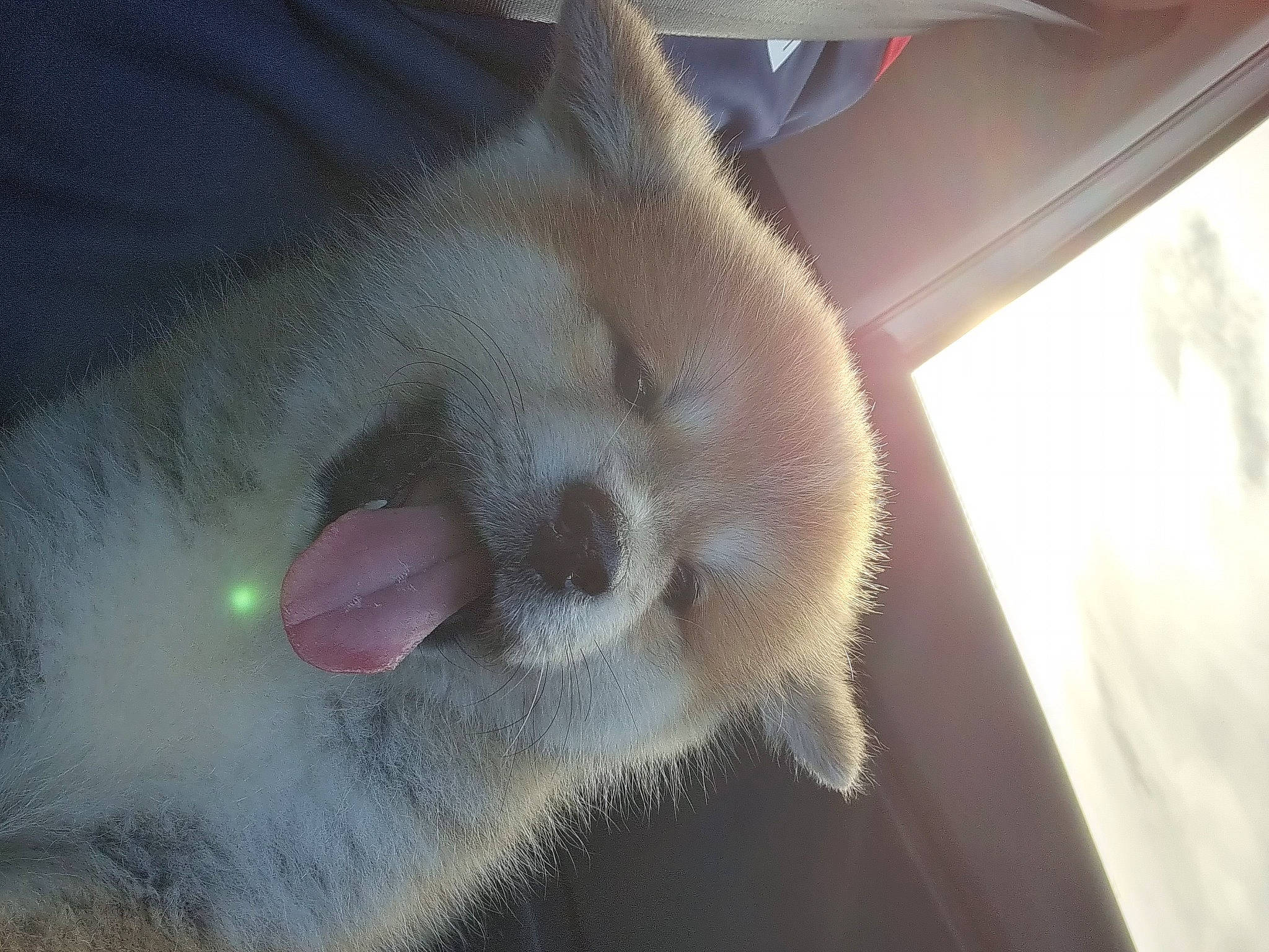 Yuka a rejoint le concours — aidez-le/la à gagner de superbes lots ! balinese, canidae, carnivore, cat, claw, companion_dog, dog_breed, ear, fawn, felidae, foot, fur, nail, non_sporting_group, paw, puppy, small_to_medium_sized_cats, sporting_group, tail, whiskers