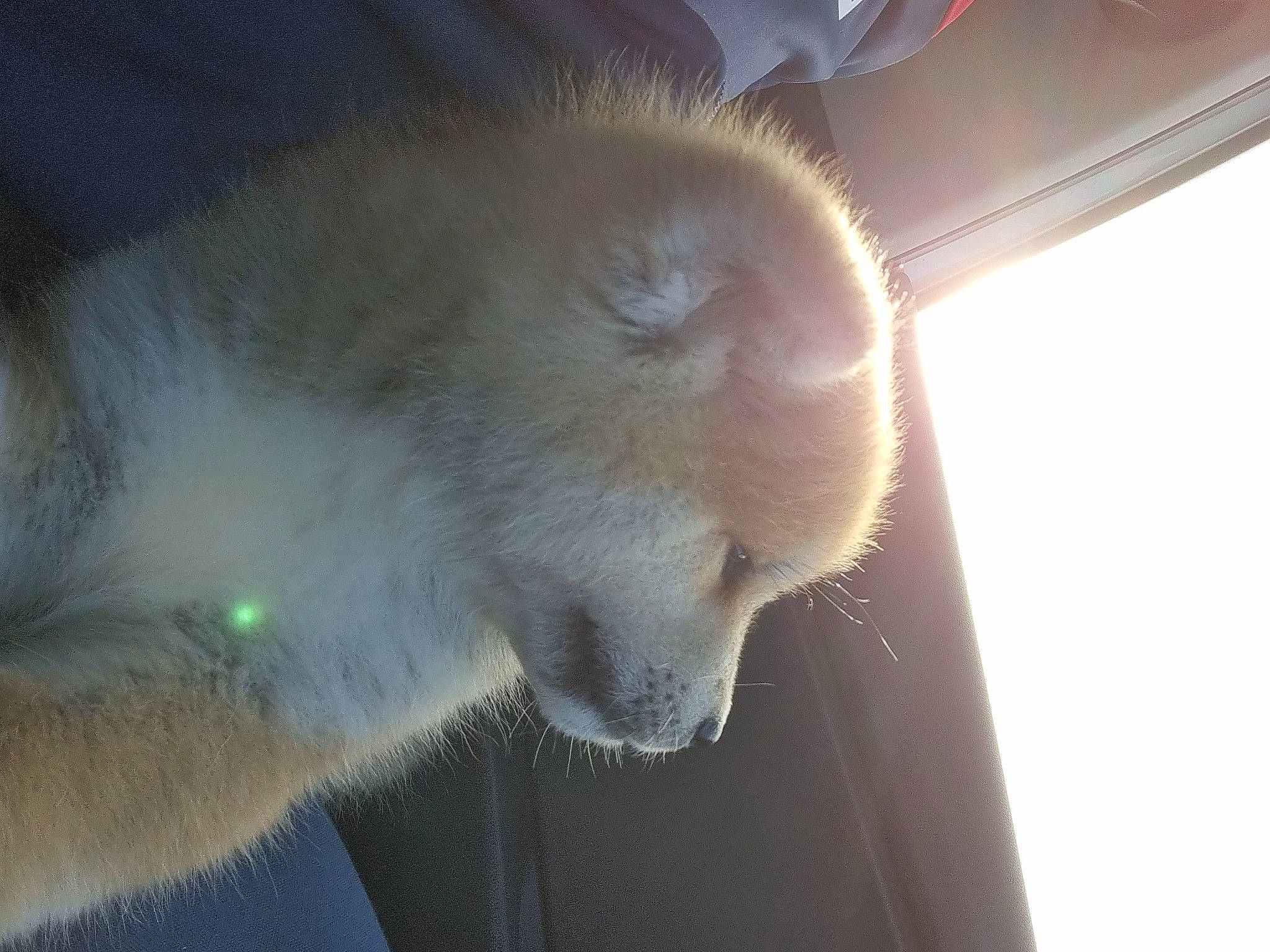 Yuka a rejoint le concours — aidez-le/la à gagner de superbes lots ! carnivore, cat, claw, domestic_short_haired_cat, ear, fawn, felidae, fur, paw, small_to_medium_sized_cats, snout, tail, terrestrial_animal, whiskers