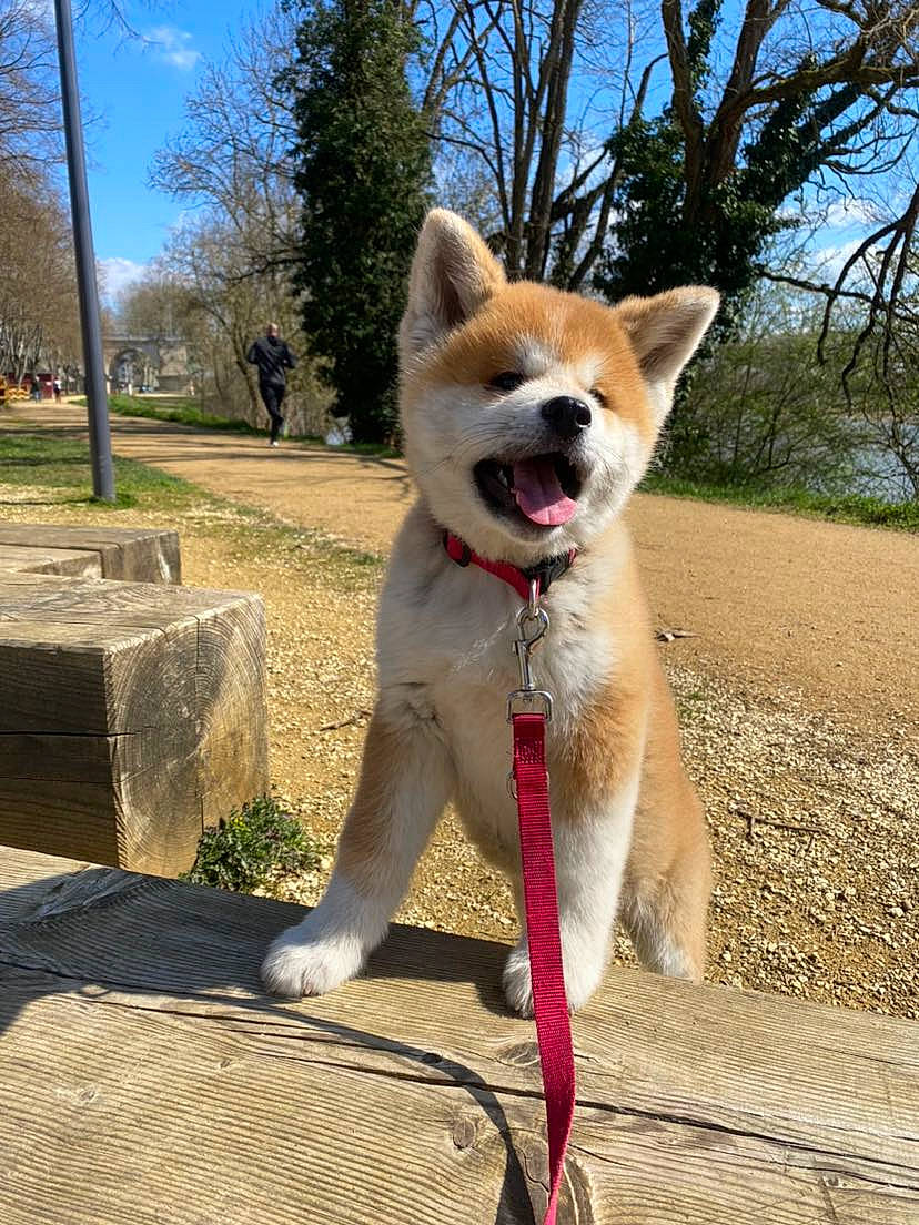 Yuka a rejoint le concours — aidez-le/la à gagner de superbes lots ! ancient_dog_breeds, canidae, carnivore, collar, companion_dog, dog, dog_breed, dog_collar, dog_supply, fawn, fur, leash, plant, sky, snout, sporting_group, tail, tree, whiskers, working_dog