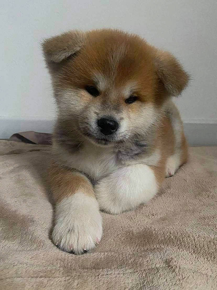 Yuka a rejoint le concours — aidez-le/la à gagner de superbes lots ! ancient_dog_breeds, carnivore, companion_dog, dog, dog_breed, fawn, fur, snout, terrestrial_animal, whiskers