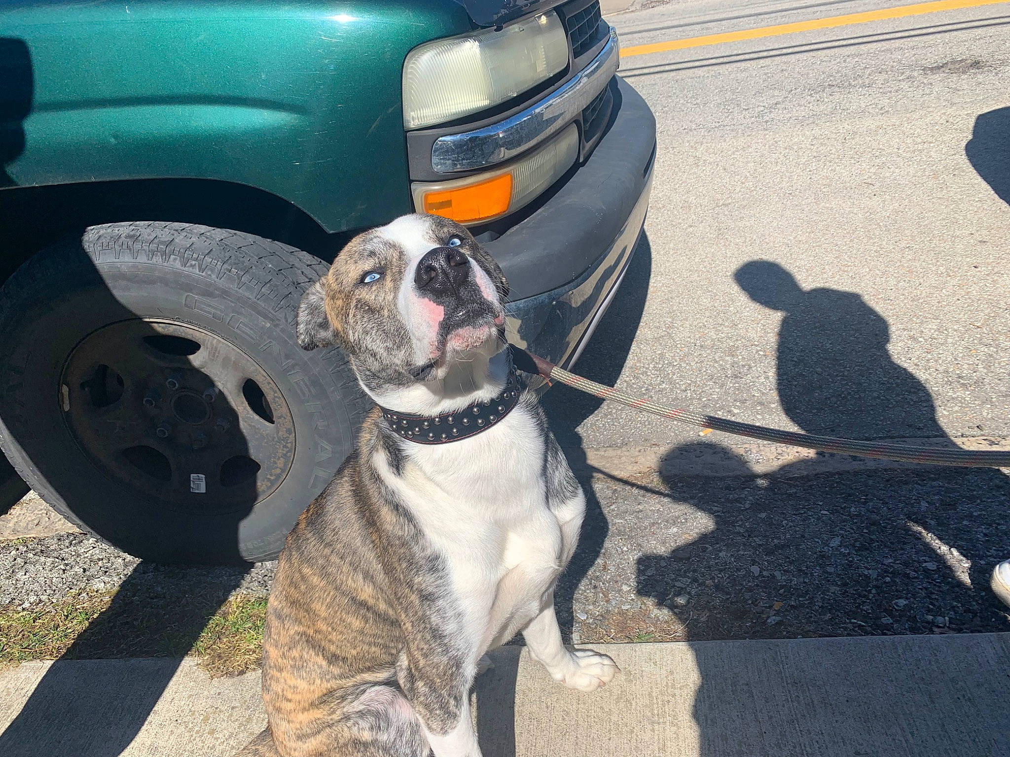 Reaper joined the competition — help win amazing prizes! alloy_wheel, asphalt, automotive_exterior, automotive_lighting, automotive_tire, bumper, car, carnivore, collar, dog, dog_breed, fender, hood, mammal, motor_vehicle, road_surface, tire, vehicle, vertebrate, wheel