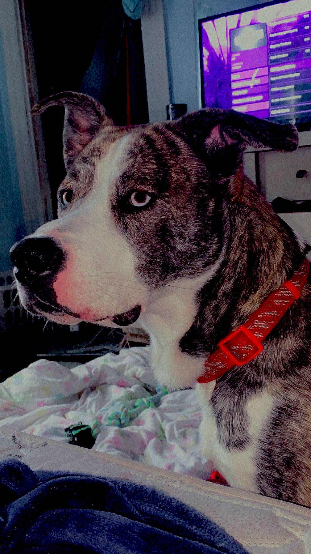 Reaper is registered to the contest to win money with this photo: bicycle, canidae, carnivore, collar, companion_dog, curtain, dog, dog_breed, dog_collar, fawn, fur, metal, non_sporting_group, snout, sporting_group, square, whiskers, window, working_animal, working_dog