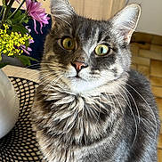 Volt participe au concours pour gagner de l'argent avec cette photo : cat, tabby_cat, fluffy_fur, yellow_eyes, flower_vase, purple_flowers, yellow_flowers, wooden_table, indoor, pet, animal, whiskers, curious, sitting, closeup, domestic_cat, cute, feline, table_mat, houseplant