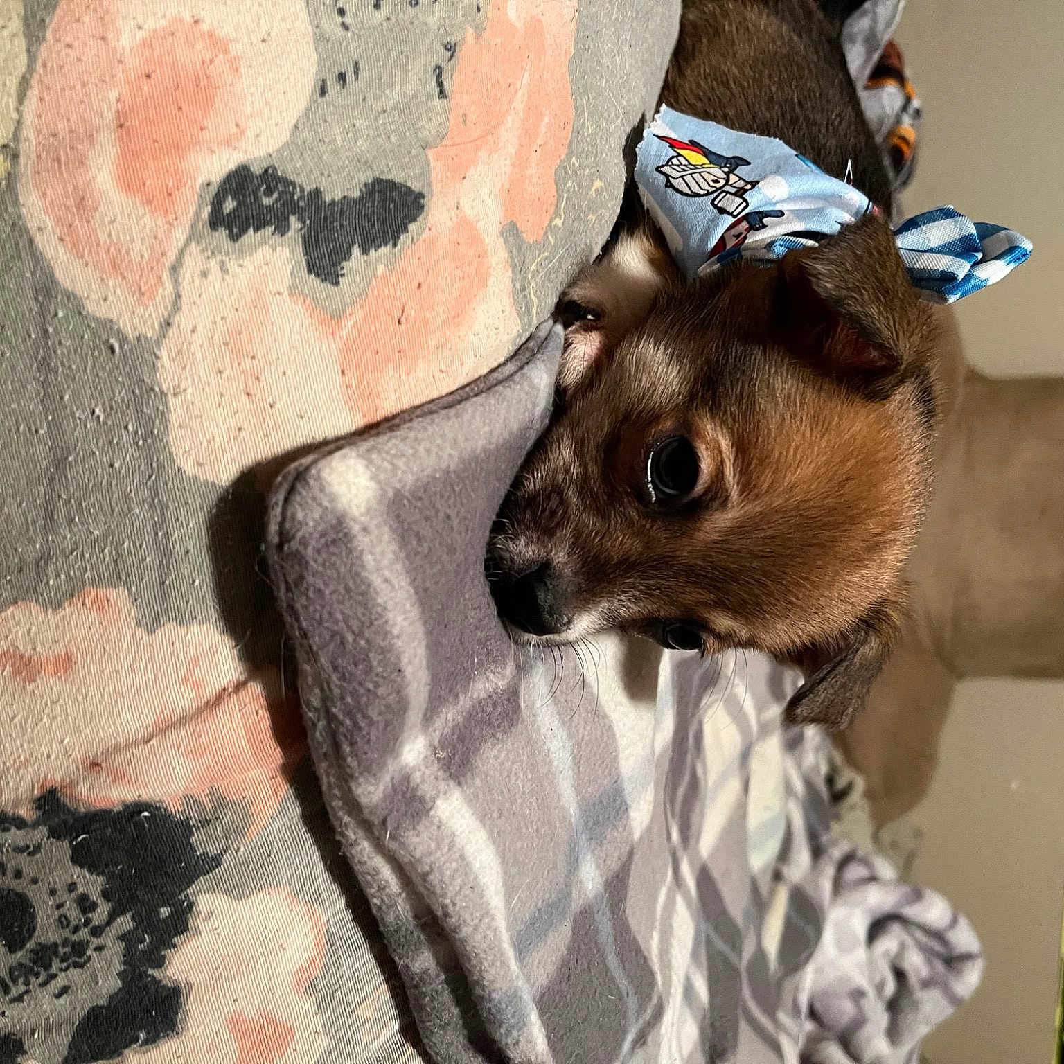 Charlie joined the competition — help win amazing prizes! canidae, carnivore, cat, comfort, companion_dog, dog_breed, domestic_short_haired_cat, fawn, felidae, fur, linens, pattern, plant, small_to_medium_sized_cats, snout, sporting_group, textile, toy_dog, whiskers, working_animal