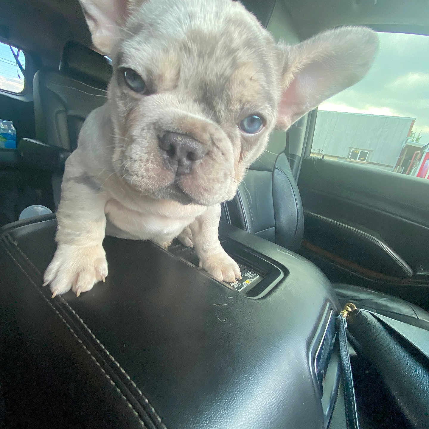 Simba is registered to the contest to win money with this photo: animal, black_leather, car_interior, center_console, close_up, curious, cute, daylight, dog, ears, french_bulldog, indoor, leather_seat, pet, puppy, seat, snout, vehicle, whiskers, window