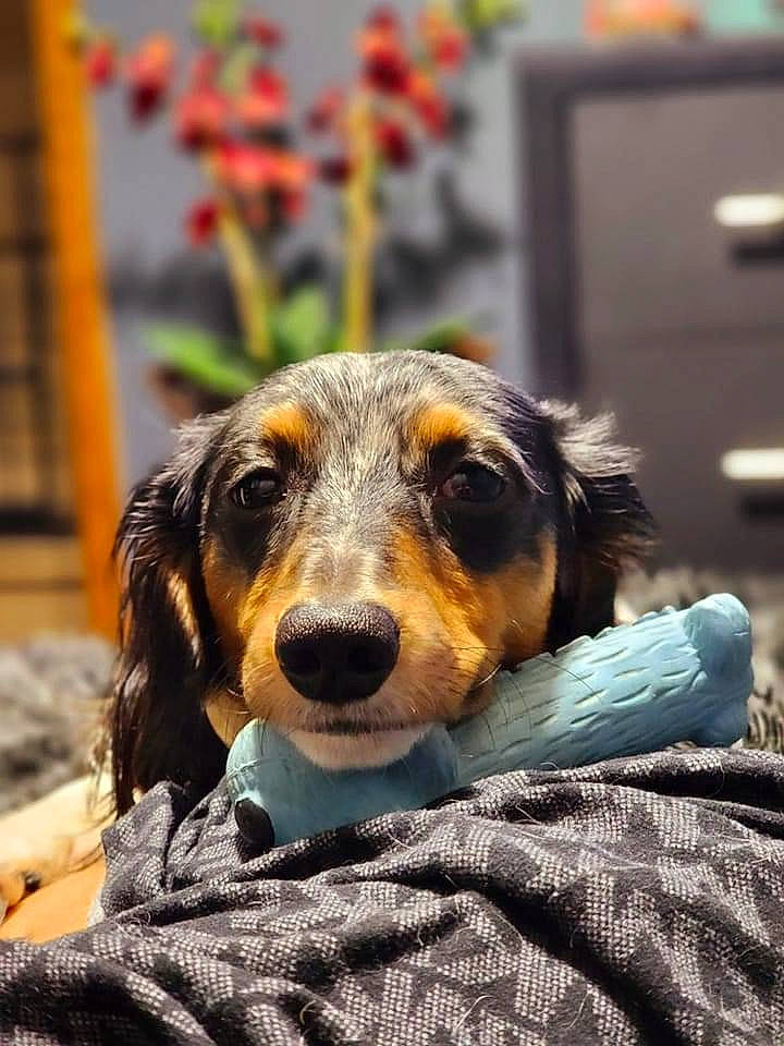 Shorty joined the competition — help win amazing prizes! canidae, carnivore, comfort, companion_dog, dog, dog_breed, flower, fur, plant, sporting_group, whiskers, working_animal, working_dog