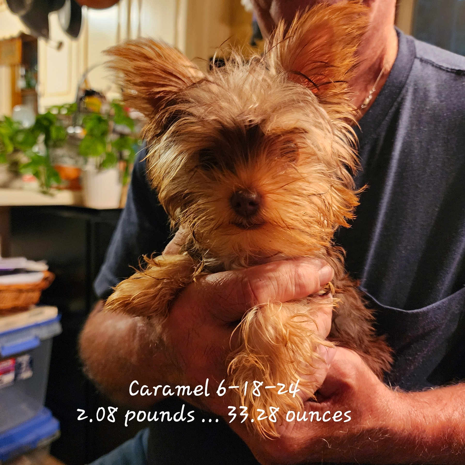 Caramel is registered to the contest to win money with this photo: adult, affenpinscher, airedale, animal, canine, couch, dog, flower, furniture, jar, male, man, person, pet, plant, poodle, pottedplant, puppy, terrier, whitedog