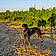 Hugo Le Beauceron