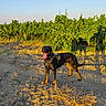 Hugo Le Beauceron a rejoint le concours — aidez-le/la à gagner de superbes lots ! dog, vineyard, outdoor, sunlight, nature, grass, dirt, happy, black_dog, tan_dog, animal, pet, summer, walking, field, plants, greenery, sunset, sky, agriculture