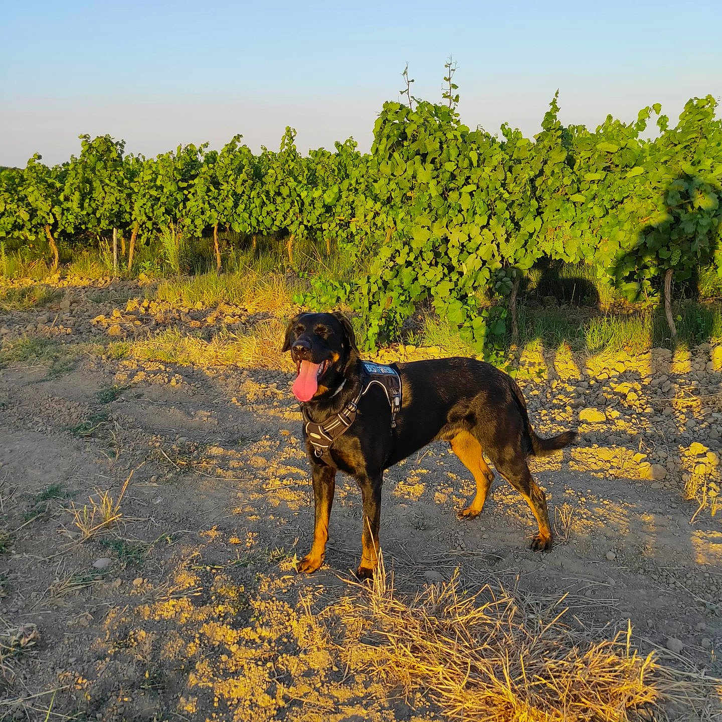 Hugo Le Beauceron a rejoint le concours — aidez-le/la à gagner de superbes lots ! dog, vineyard, outdoor, sunlight, nature, grass, dirt, happy, black_dog, tan_dog, animal, pet, summer, walking, field, plants, greenery, sunset, sky, agriculture