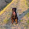 Hugo Le Beauceron participe au concours pour gagner de l'argent avec cette photo : dog, animal, pet, outdoor, grass, sunlight, shadow, path, nature, canine, happy, tongue_out, black_dog, brown_markings, sitting, harness, field, sunny, daylight, cute