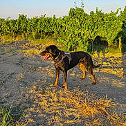 Hugo Le Beauceron a rejoint le concours — aidez-le/la à gagner de superbes lots ! dog, animal, canine, outdoor, nature, sunlight, greenery, plants, dry_soil, harness, panting, blue_sky, field, shadow, summer, pet, standing, grass, daylight, vineyard