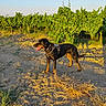 dog, animal, canine, outdoor, nature, sunlight, greenery, plants, dry_soil, harness, panting, blue_sky, field, shadow, summer, pet, standing, grass, daylight, vineyard