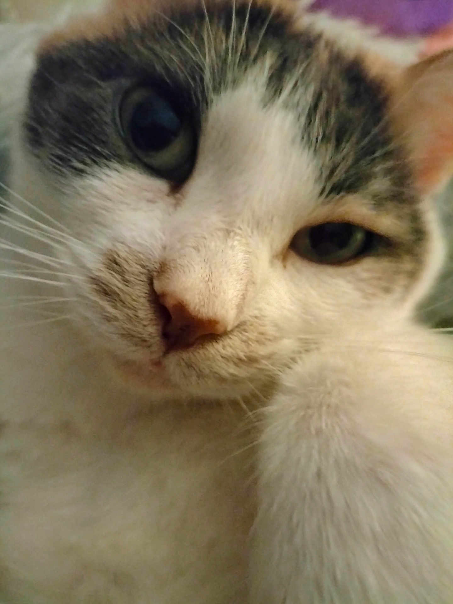 Mirabelle