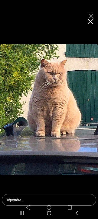Lou participe au concours pour gagner de l'argent avec cette photo : carnivore, cat, domestic_short_haired_cat, fawn, felidae, fur, photo_caption, plant, sitting, small_to_medium_sized_cats, snout, tail, terrestrial_animal, whiskers, window, windshield, wood