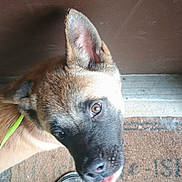 Bear joined the competition — help win amazing prizes! dog, puppy, pet, animal, brown_fur, black_muzzle, ear, doormat, footwear, camo_shoes, person, looking_up, tongue_out, floor, indoors, curious, closeup, head_tilt, leash, pavement