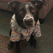 Orion is registered to the contest to win money with this photo: animal, black_dog, blanket, brown_eyes, carpet, couch, cute, dog, ears, expression, floor_mat, fur, home, indoor, looking_up, patterned_shirt, pet, portrait, shirt, sitting