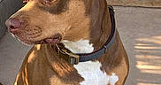 Karma is registered to the contest to win money with this photo: dog, canine, brown_fur, white_chest, sitting, collar, pet, outdoor, sunlight, portrait, close_up, short_hair, floppy_ears, brown_eyes, nose, paws, concrete, door, shadow, residential
