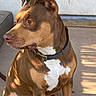 dog, canine, brown_fur, white_chest, sitting, collar, pet, outdoor, sunlight, portrait, close_up, short_hair, floppy_ears, brown_eyes, nose, paws, concrete, door, shadow, residential