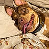 Karma is registered to the contest to win money with this photo: dog, brown_dog, white_dog, pet, animal, tongue_out, smiling, open_mouth, large_ears, collar, lying_down, bed, bedroom, bedding, pillows, floral_blanket, closeup, portrait, indoor, funny