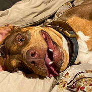 Karma is registered to the contest to win money with this photo: dog, brown_and_white, pit_bull, lying_down, upside_down, smiling, open_mouth, teeth, pink_tongue, collar, bed, bedding, blanket, pillows, indoor, close_up, portrait, relaxed, funny, pet