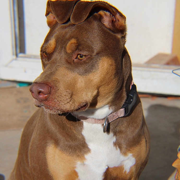 Karma is registered to the contest to win money with this photo: dog, pet, animal, portrait, sitting, brown_fur, tan_markings, white_chest, collar, short_hair, floppy_ears, muscular, close_up, outdoor, sunlight, window, patio, side_eye, alert, canine