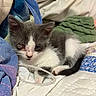 Mimi is registered to the contest to win money with this photo: kitten, cat, gray, white, injury, bed, blanket, soft, resting, young, pet, animal, cute, indoors, comfort, sleepy, cozy, fur, small, vulnerable