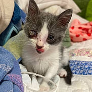 Mimi joined the competition — help win amazing prizes! kitten, cat, gray_and_white, young, pet, animal, indoor, blanket, fabric, colorful, cute, tongue_out, vulnerable, injured_eye, fur, small, domestic_animal, resting, soft_texture, close_up