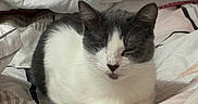 Mimi joined the competition — help win amazing prizes! animal, bed, blanket, cat, comfort, cozy, cute, domestic_animal, feline, fur, gray, indoor, nap, pet, relaxed, resting, sleeping, soft, whiskers, white