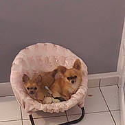 Saphir Et Rubie participe au concours pour gagner de l'argent avec cette photo : dogs, puppies, small_dogs, fluffy, brown_fur, pet_bed, pink_chair, indoor, tile_floor, home, wall, seated, cuddling, animal_portrait, cute, camera_facing, tail, furniture, cozy, companions