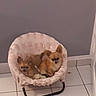 dogs, puppies, small_dogs, fluffy, brown_fur, pet_bed, pink_chair, indoor, tile_floor, home, wall, seated, cuddling, animal_portrait, cute, camera_facing, tail, furniture, cozy, companions