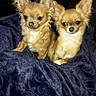 Saphir Et Rubie participe au concours pour gagner de l'argent avec cette photo : dog, dogs, chihuahua, small_dog, long_hair, tan_fur, white_chest, pointed_ears, sitting, pets, animal, canine, blanket, navy_blanket, car_interior, portrait, indoor, flash_photography, cute, companions