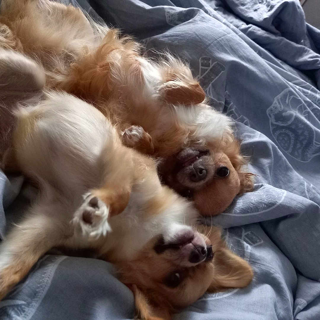 Saphir Et Rubie a rejoint le concours — aidez-le/la à gagner de superbes lots ! dogs, two_dogs, pets, canine, fluffy, long_hair, brown_and_white, upside_down, lying_down, belly_up, bed, bedspread, bedroom, indoors, cozy, playful, relaxed, funny, animal_portrait, natural_light