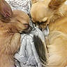 Saphir Et Rubie a rejoint le concours — aidez-le/la à gagner de superbes lots ! dogs, puppies, small_dogs, sleeping, cuddling, curled_up, fluffy, long_hair, tan_fur, brown_fur, pointy_ears, tails, close_up, indoors, blanket, bedding, cozy, resting, animal_portrait, pet