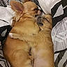 dogs, puppies, chihuahua, golden, sleeping, cuddling, hugging, bed, blanket, pets, animals, fluffy, small_dogs, resting, indoors, cozy, cute, relaxed, closeup, photography