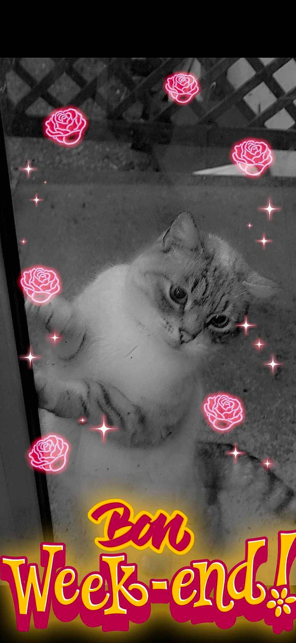 Minettes a rejoint le concours — aidez-le/la à gagner de superbes lots ! advertising, art, carnivore, cat, darkness, event, felidae, font, gas, light, logo, magenta, paw, photo_caption, pink, red, small_to_medium_sized_cats, tail, whiskers, window