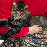 Wicket' is registered to the contest to win money with this photo: cat, tabby, fluffy, pet, animal, feline, resting, sleeping, person, hand, red_shirt, arm, blanket, cozy, indoor, comfort, paw, fur, relaxed, domestic