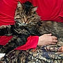 animal, arm, blanket, cat, comfort, cozy, domestic, feline, fluffy, fur, hand, indoor, paw, person, pet, red_shirt, relaxed, resting, sleeping, tabby