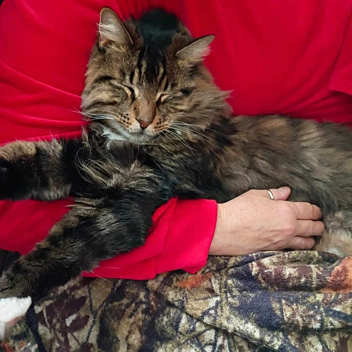 Wicket' is registered to the contest to win money with this photo: animal, arm, blanket, cat, comfort, cozy, domestic, feline, fluffy, fur, hand, indoor, paw, person, pet, red_shirt, relaxed, resting, sleeping, tabby