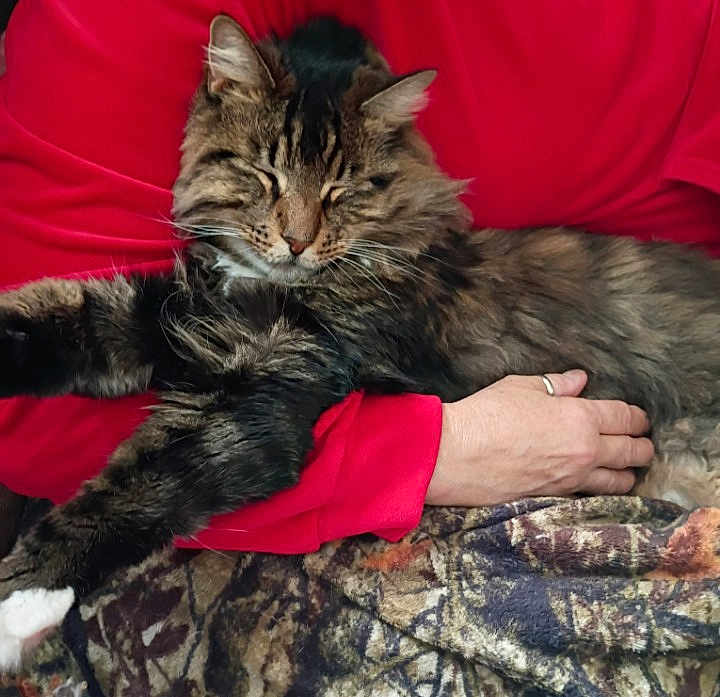 Wicket' is registered to the contest to win money with this photo: cat, tabby, fluffy, pet, animal, feline, resting, sleeping, person, hand, red_shirt, arm, blanket, cozy, indoor, comfort, paw, fur, relaxed, domestic