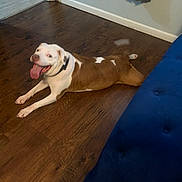 Lexi is registered to the contest to win money with this photo: dog, brown_and_white, tongue_out, happy, floor, wooden_floor, couch, blue_couch, indoor, pet, canine, collar, relaxed, laying_down, smiling, house, home, fur, animal, companion