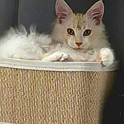 Aslan participe au concours pour gagner de l'argent avec cette photo : cat, feline, fluffy, basket, pet, animal, indoor, resting, fur, ears, whiskers, eyes, cozy, sitting, cute, domestic, mammal, relaxing, home, portrait