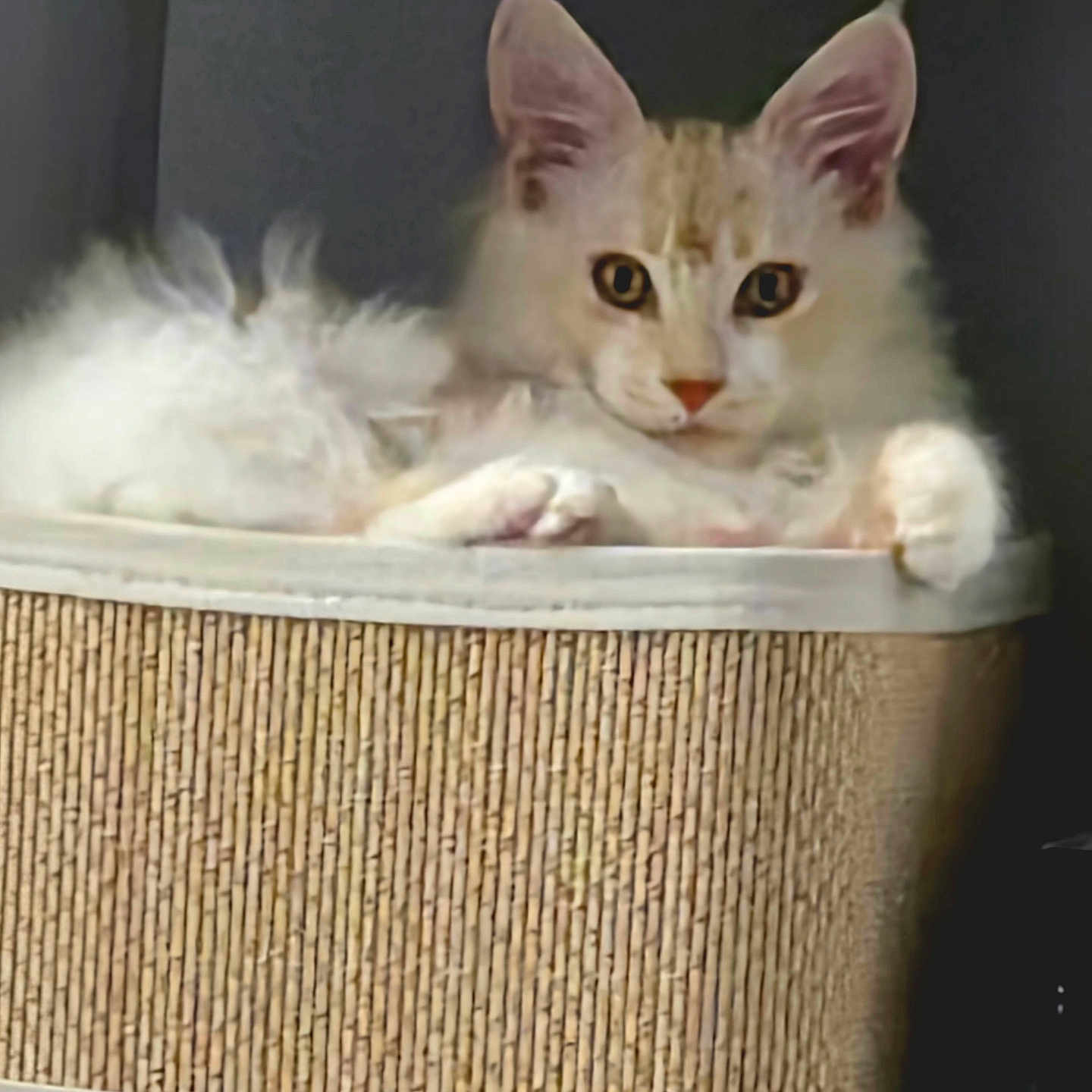 Aslan