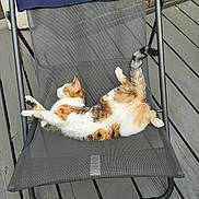 Ruby a rejoint le concours — aidez-le/la à gagner de superbes lots ! cat, calico_cat, lounger, outdoor, deck, wooden_floor, relaxed, stretching, pet, feline, gray, mesh, chair, animal, sunlight, resting, home, backyard, nature, daytime
