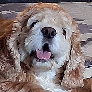 Illy is registered to the contest to win money with this photo: dog, close_up, curly_fur, tongue_out, pet, couch, indoor, resting, happy, animal, mammal, fur, paw, face, nose, ears, companion, cute, domestic_animal, relaxed