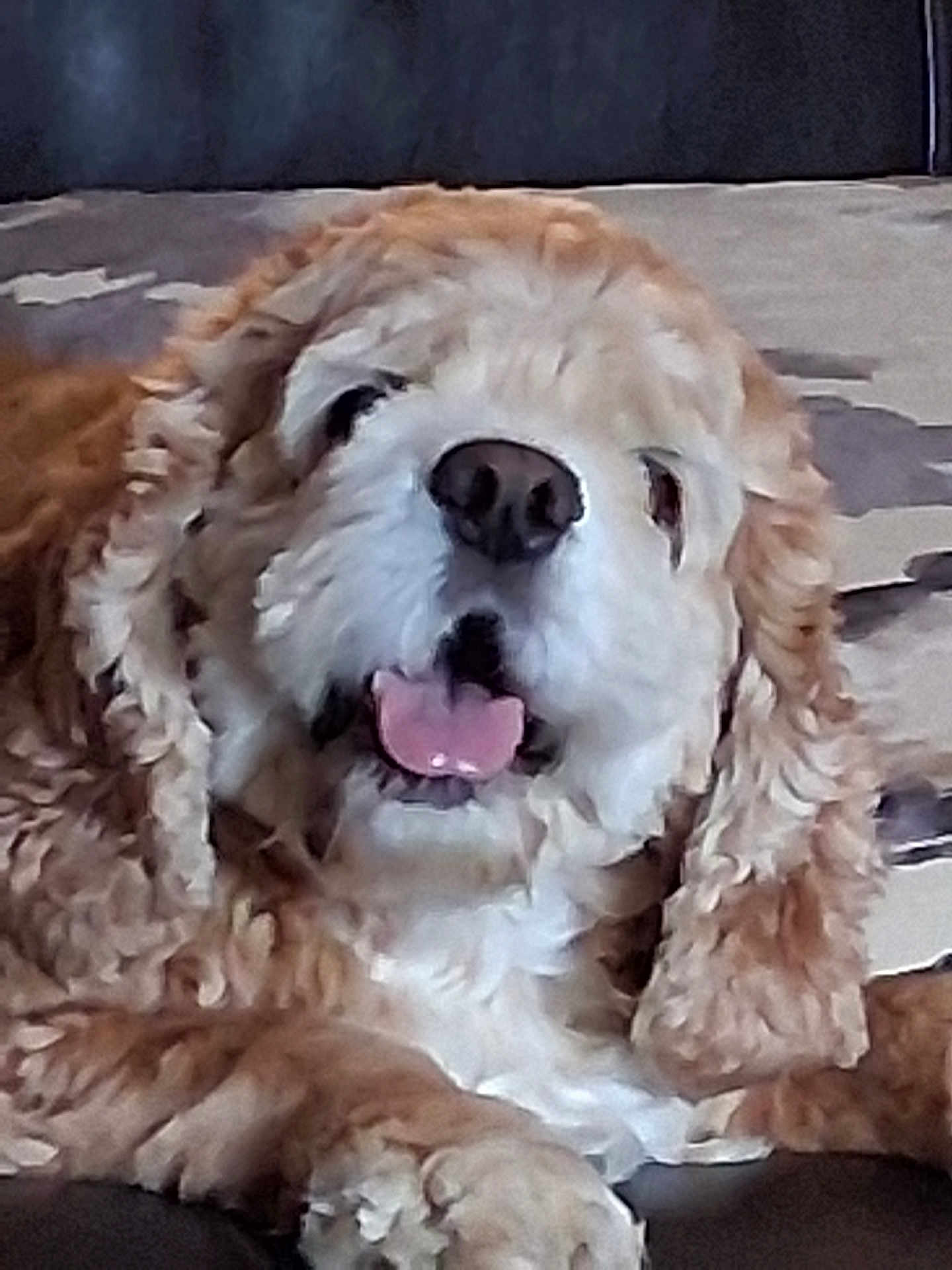 Illy is registered to the contest to win money with this photo: dog, close_up, curly_fur, tongue_out, pet, couch, indoor, resting, happy, animal, mammal, fur, paw, face, nose, ears, companion, cute, domestic_animal, relaxed
